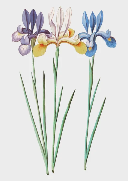 Урожай Артишоку Квітка Ілюстрація Векторі — стоковий вектор
