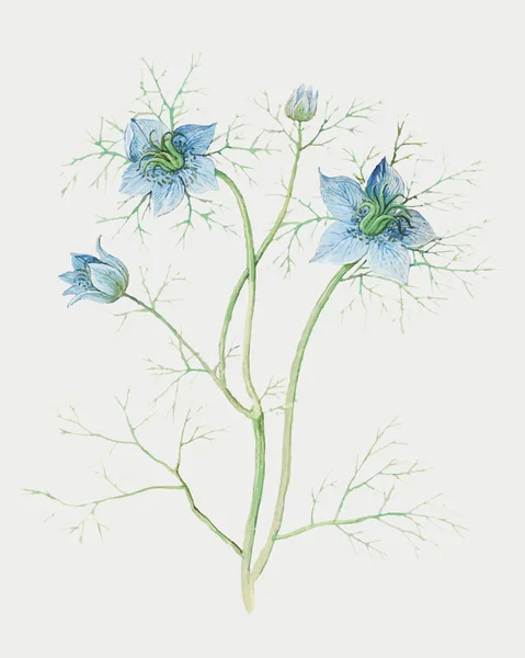 Vektör Içinde Klasik Mavi Saman Çiçeği Çizimi — Stok Vektör