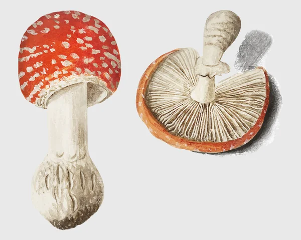 Vintage Sinek Agaric Mantar Illüstrasyon — Stok Vektör