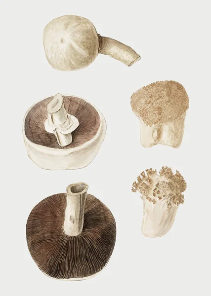 Vintage Mushroom Variety Illustration — Stock Vector