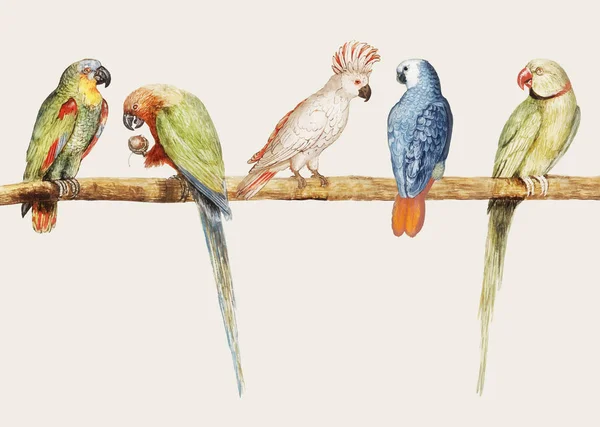 Vintage Variedade Papagaio Empoleirado Ilustração Ramo — Vetor de Stock
