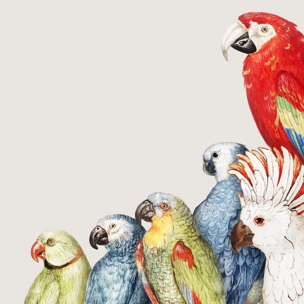 Vintage Papagaio Variedade Borda Quadro —  Vetores de Stock