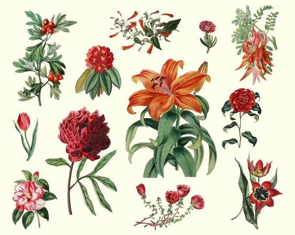 Vintage Liefste Geurende Bloem Voor Decoratie — Stockvector