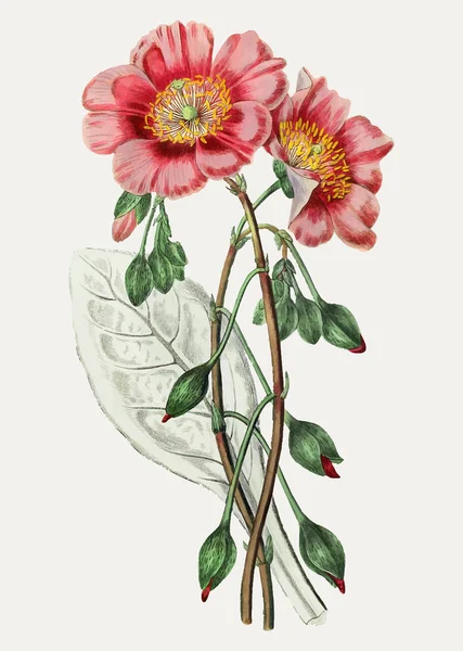 Vintage Liefste Geurende Bloem Voor Decoratie — Stockvector