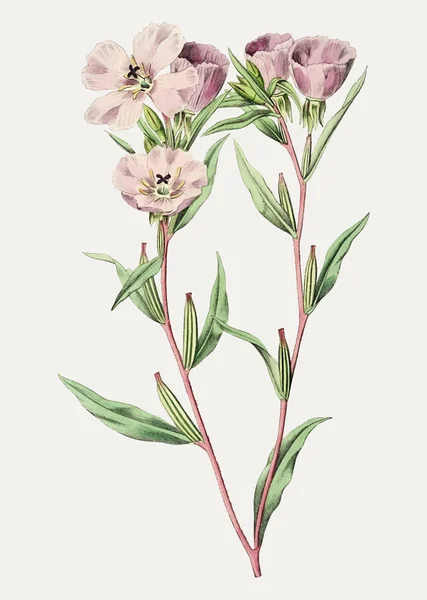 Vintage Fleur Douce Parfumée Pour Décoration — Image vectorielle