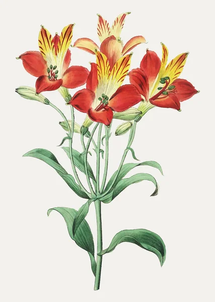Vintage Flor Olor Más Dulce Para Decoración — Archivo Imágenes Vectoriales