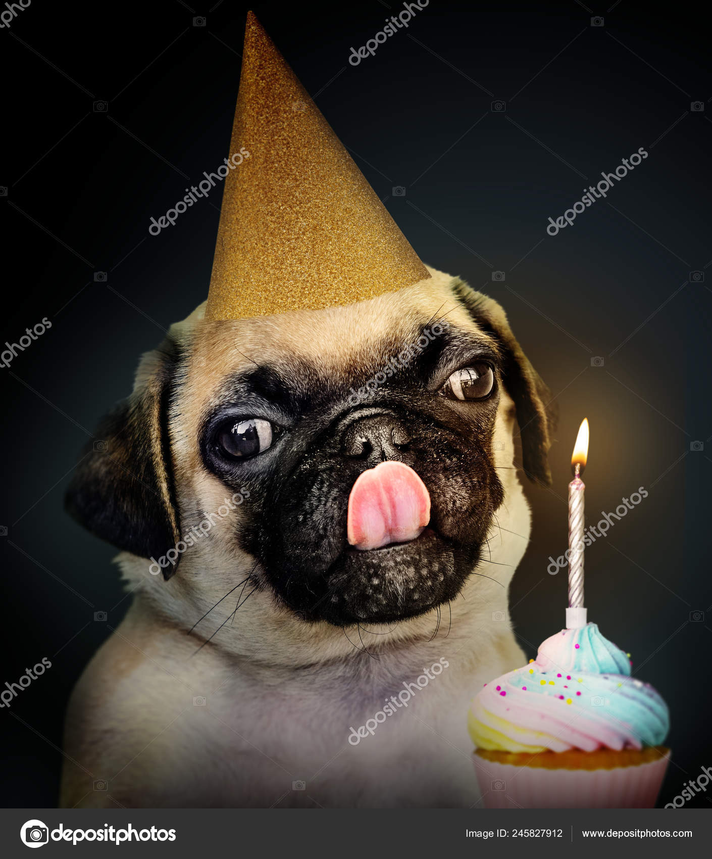 Pug unicorn cake discount