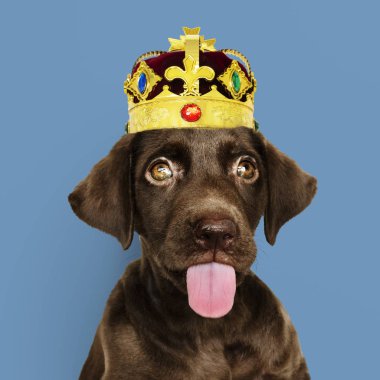 Bir çift kırmızı kadife ve altın taç tatlı çikolata Labrador geri almak