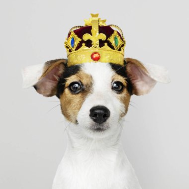 Şirin Jack Russell Terrier klasik kırmızı kadife ve altın kaplama