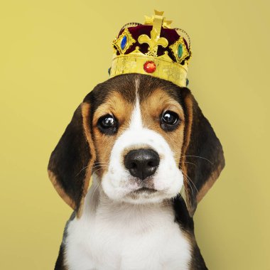 Sevimli Beagle köpek bir klasik altın ve kırmızı kadife taç