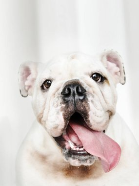 Çok güzel beyaz Bulldog köpek yavrusu portre