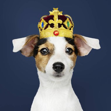 Şirin Jack Russell Terrier klasik kırmızı kadife ve altın kaplama
