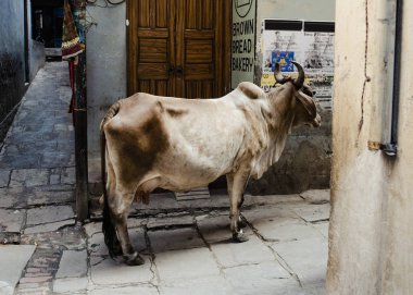 Kadın inek ayakta şehir sokakta
