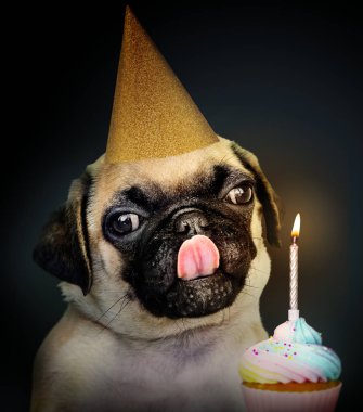 Çok güzel Pug köpek yavrusu bir şapka ile bir doğum günü pastası