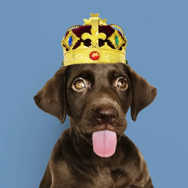 Cute Chocolate Labrador Retriever Classic Red Velvet Golden Crown — Stock Photo, Image