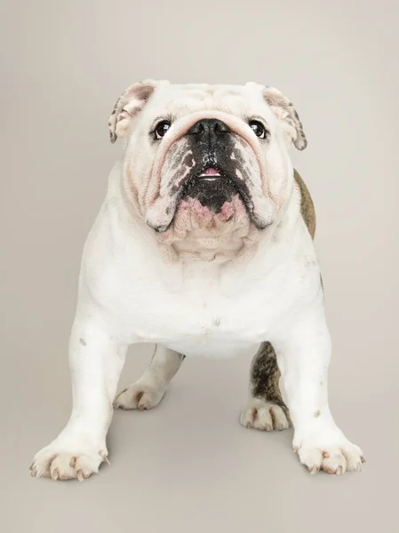 Adorable Retrato Cachorro Bulldog Blanco —  Fotos de Stock