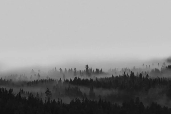 View Misty Woods Norway — Stock Photo, Image