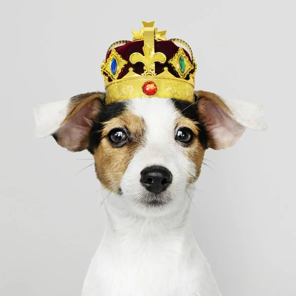 Lindo Jack Russell Terrier Clásico Terciopelo Rojo Corona Oro — Foto de Stock