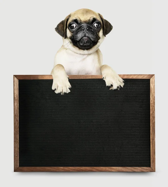 Adorable Pug Puppy Blackboard Mockup — Stock Photo, Image