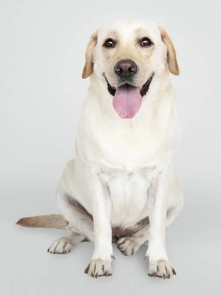 Retrato Cão Labrador Retriever — Fotografia de Stock