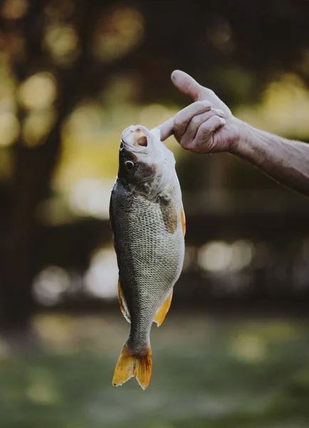 Poisson Accroché Doigt — Photo