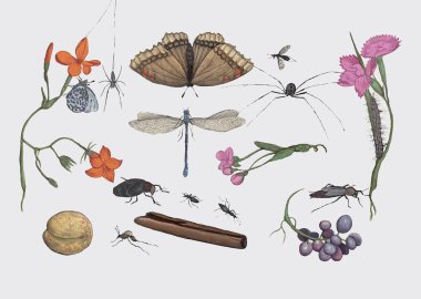 Vintage doğal tarih topluluğu illüstrasyon 