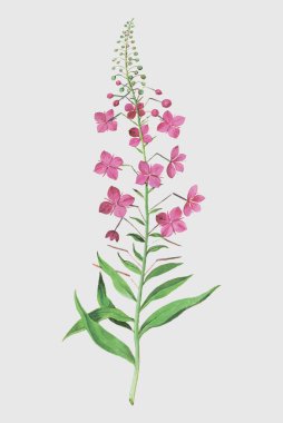 Vintage fireweed çiçek şekil 