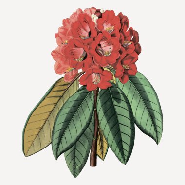 Dekorasyon için klasik rododendron rollissonii çiçek buketi