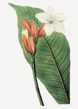 Süsleme için eski Brasilian kırmızı ceketli çiçek dalı