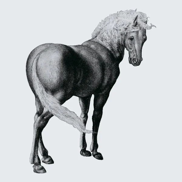 Vintage Paard Illustratie Concept — Stockvector