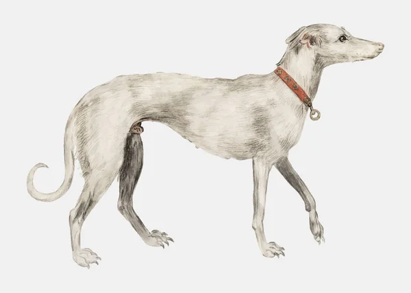 Vintage Greyhound Illustrationskonzept — Stockvektor