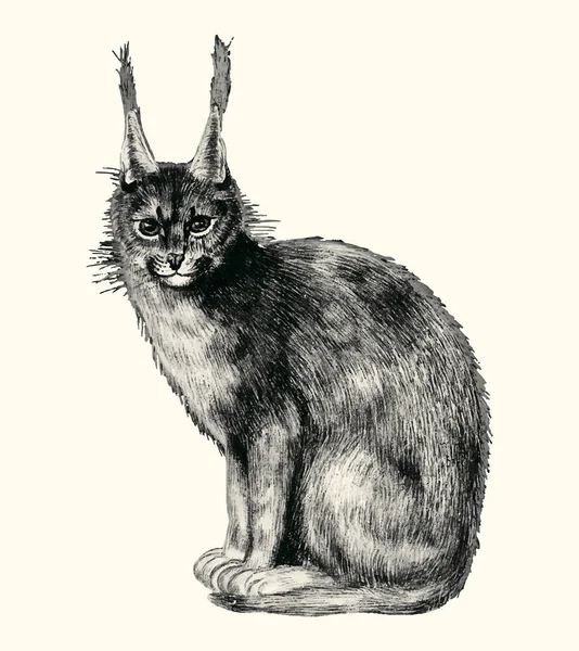 Vintage Lynx Ilustrace Vektoru — Stockový vektor