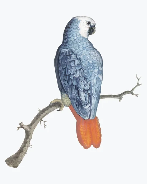 Vintage Grau Rotschwänzige Papageienvogel Illustration — Stockvektor
