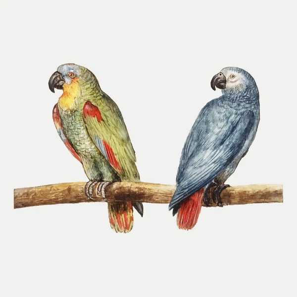 Vintage Papagei Und Grauer Rotschwanzpapagei Illustration — Stockvektor