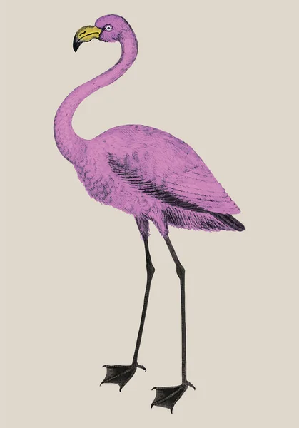 ビンテージ全身ピンクのフラミンゴのイラスト — ストックベクタ
