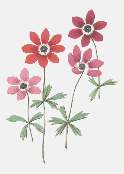 Vintage Anemone Flower Illustration — Stock Vector