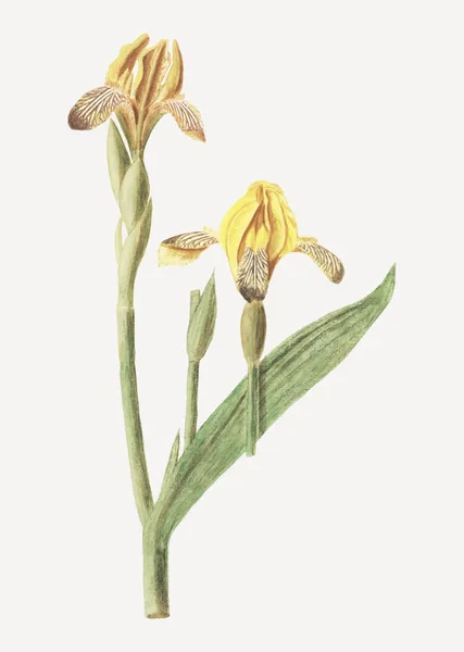 Урожай Жовтий Райдужна Квітка Ілюстрація — стоковий вектор