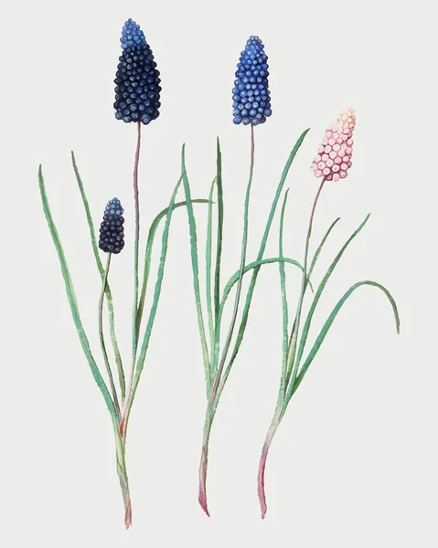 Vintage Druif Hyacint Bloem Illustratie — Stockvector