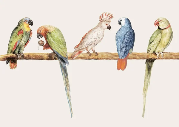 Alte Papageiensorte Thront Auf Dem Ast Illustration — Stockvektor