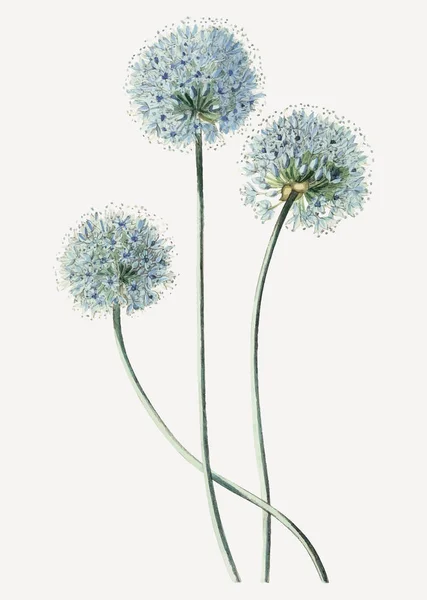 Vintage Branche Fleur Poireau Bleu Pour Décoration — Image vectorielle