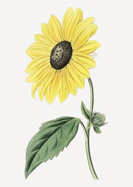 Vintage Californian Sunflower Decoration — Stock Vector