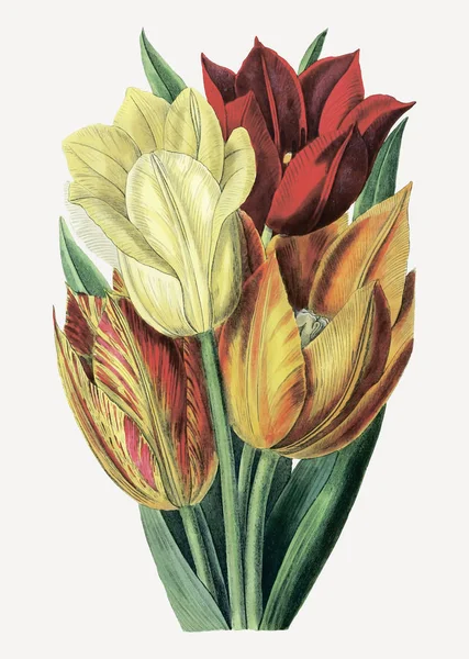 Rama Tulipán Tallo Áspero Vintage Para Decoración — Archivo Imágenes Vectoriales