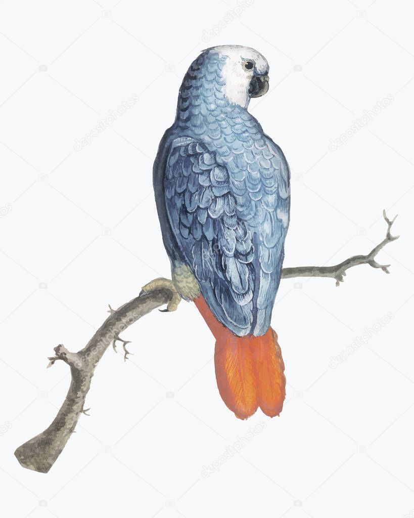 Vintage gray red tailed parrot bird illustration 