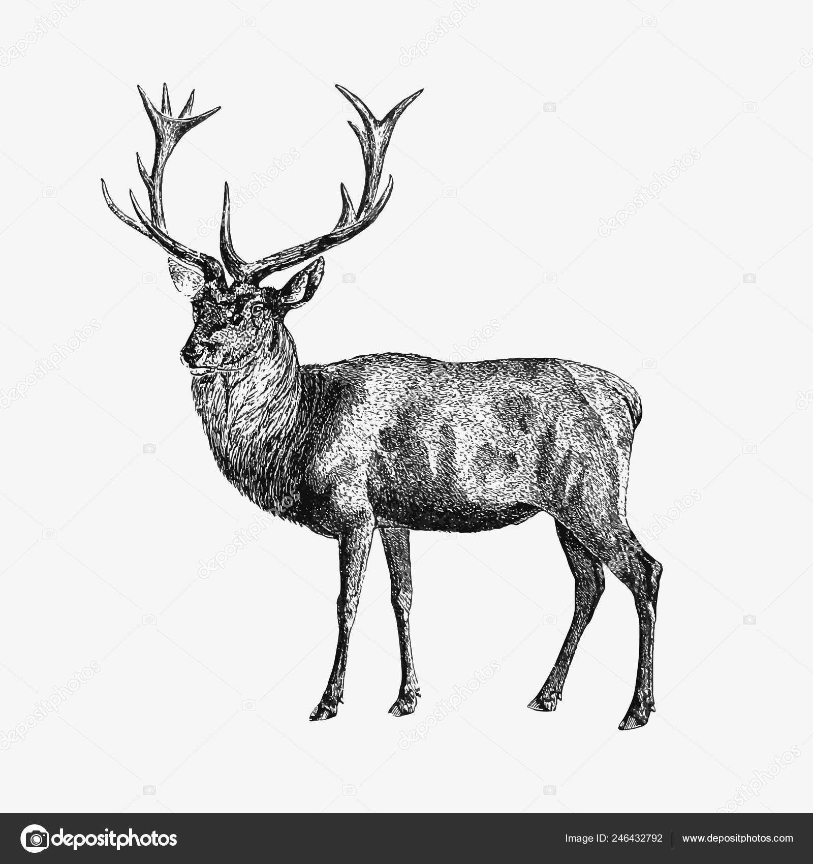 Tegning Kronhjort Stockvektor af ©Rawpixel 246432792, image size:1600x1700