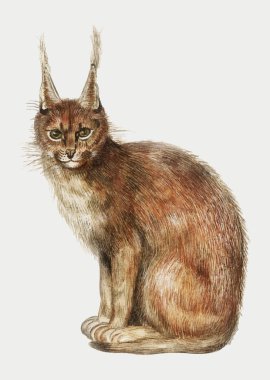 Vintage lynx illüstrasyon vektör