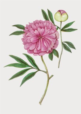 Vektör içinde eski şakayık çiçek çizimi