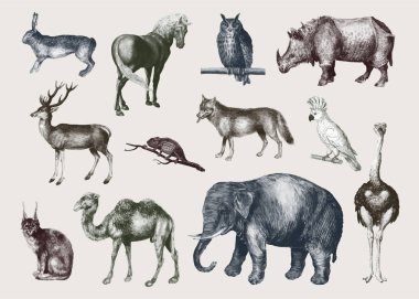 Vintage safari hayvanlar vektör ayarla