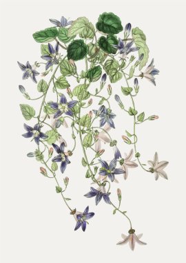 St.Angelo çiçek şube dekorasyon için vintage harebell