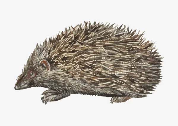 Vintage Hedgehog Vetor Ilustração —  Vetores de Stock