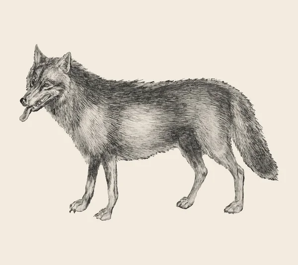 Illustration Loup Vintage Vecteur — Image vectorielle